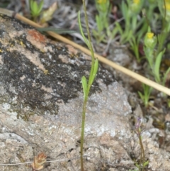 Linaria pelisseriana at Bonner, ACT - 4 Oct 2021