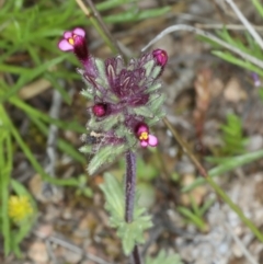 Parentucellia latifolia (Red Bartsia) at Bonner, ACT - 4 Oct 2021 by jb2602