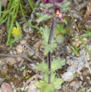 Parentucellia latifolia at Bonner, ACT - 4 Oct 2021 11:04 AM