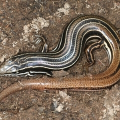 Ctenotus taeniolatus (Copper-tailed Skink) at Sutton, NSW - 4 Oct 2021 by jbromilow50