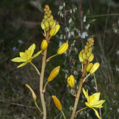 Bulbine bulbosa (Golden Lily, Bulbine Lily) at Bonner, ACT - 4 Oct 2021 by jb2602