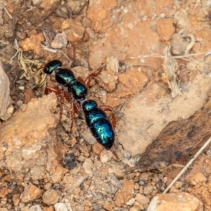 Diamma bicolor at Uriarra, NSW - 13 Jan 2022