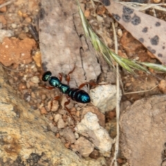 Diamma bicolor at Uriarra, NSW - 13 Jan 2022 12:01 PM