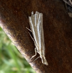 Hednota species near grammellus (Pyralid or snout moth) at Jerrabomberra, NSW - 1 Feb 2022 by Steve_Bok