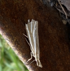 Hednota species near grammellus at Jerrabomberra, NSW - 1 Feb 2022