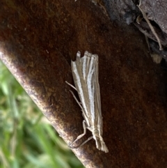 Hednota species near grammellus at Jerrabomberra, NSW - 1 Feb 2022