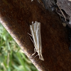 Hednota species near grammellus at Jerrabomberra, NSW - 1 Feb 2022