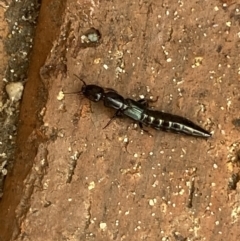 Thyreocephalus sp. (genus) (Rove beetle) at Jerrabomberra, NSW - 31 Jan 2022 by Steve_Bok