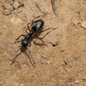 Dolichoderus doriae at Uriarra, NSW - 13 Jan 2022