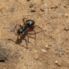 Dolichoderus doriae at Uriarra, NSW - 13 Jan 2022