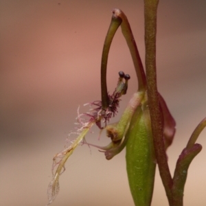 Thynninorchis huntianus at suppressed - suppressed