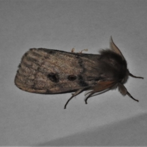 Leptocneria reducta at Wanniassa, ACT - 31 Jan 2022