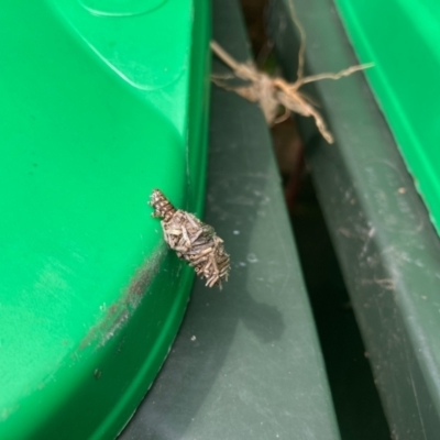 Psychidae (family) IMMATURE (Unidentified case moth or bagworm) at Flynn, ACT - 31 Jan 2022 by Rosie