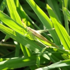 Conocephalus sp. (genus) (A Tussock Katydid) at Murrumbateman, NSW - 31 Jan 2022 by SimoneC