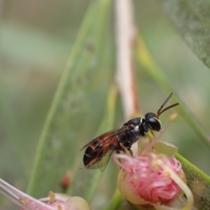 Hylaeus (Prosopisteron) littleri at Murrumbateman, NSW - 1 Feb 2022