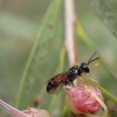 Hylaeus (Prosopisteron) littleri (Hylaeine colletid bee) at Murrumbateman, NSW - 1 Feb 2022 by SimoneC