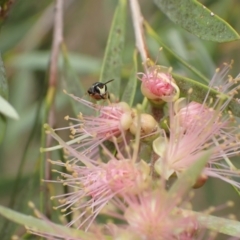 Hylaeus (Prosopisteron) littleri at Murrumbateman, NSW - 1 Feb 2022 12:57 PM