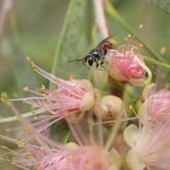 Hylaeus (Prosopisteron) littleri at Murrumbateman, NSW - 1 Feb 2022 12:57 PM