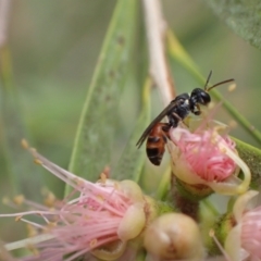 Hylaeus (Prosopisteron) littleri at Murrumbateman, NSW - 1 Feb 2022