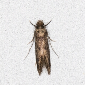 Tinea pellionella complex at Melba, ACT - 18 Nov 2021 09:00 PM