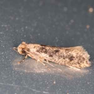 Tinea pellionella complex at Melba, ACT - 18 Nov 2021 09:00 PM