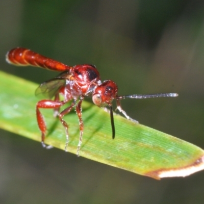 Hyptiogaster sp. (genus) (A parasitic wasp) at Tennent, ACT - 31 Jan 2022 by Harrisi