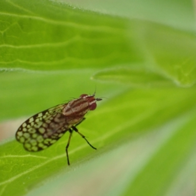 Sapromyza mallochiana (A lauxaniid fly) at Murrumbateman, NSW - 29 Jan 2022 by SimoneC