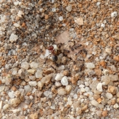 Pheidole sp. (genus) (Seed-harvesting ant) at McKellar, ACT - 24 Jan 2022 by Amata