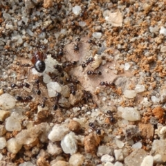 Pheidole sp. (genus) at McKellar, ACT - suppressed