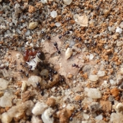 Pheidole sp. (genus) at McKellar, ACT - suppressed