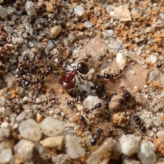 Pheidole sp. (genus) at McKellar, ACT - suppressed