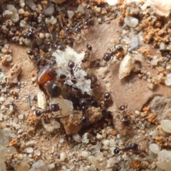 Pheidole sp. (genus) at McKellar, ACT - suppressed