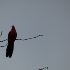 Alisterus scapularis (Australian King-Parrot) at McKellar, ACT - 29 Jan 2022 by Amata