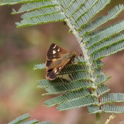 Dispar compacta (Barred Skipper) at Cotter River, ACT - 1 Feb 2022 by RAllen