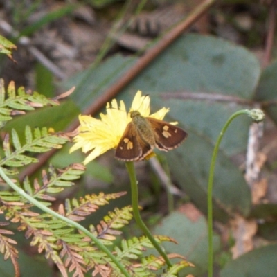 Timoconia flammeata (Bright Shield-skipper) at Cotter River, ACT - 1 Feb 2022 by RAllen