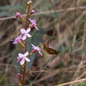 Anisynta monticolae at Cotter River, ACT - 1 Feb 2022