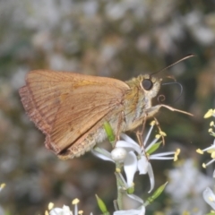 Timoconia flammeata (Bright Shield-skipper) at Paddys River, ACT - 30 Jan 2022 by Harrisi