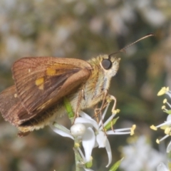 Timoconia flammeata at Paddys River, ACT - 30 Jan 2022