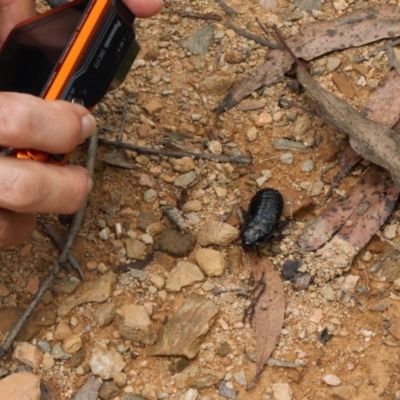 Panesthia australis (Common wood cockroach) at Cotter River, ACT - 1 Feb 2022 by RAllen