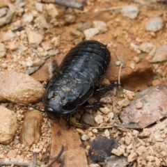 Panesthia australis at Cotter River, ACT - 1 Feb 2022 11:58 AM