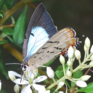 Jalmenus evagoras at Paddys River, ACT - 30 Jan 2022