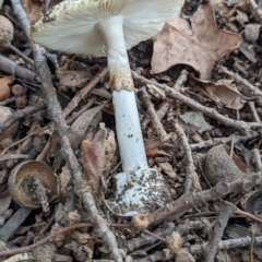 Amanita phalloides (Death Cap) at Ainslie, ACT - 1 Feb 2022 by SusanneG