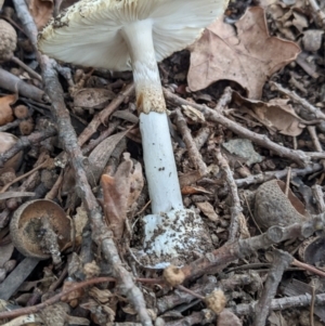 Amanita phalloides at Ainslie, ACT - 1 Feb 2022