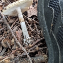 Amanita phalloides at Ainslie, ACT - 1 Feb 2022