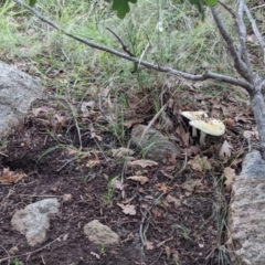 Amanita phalloides at Ainslie, ACT - 1 Feb 2022 06:28 PM