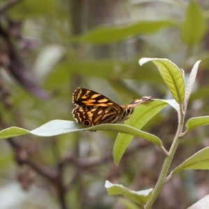 Oreixenica kershawi at Cotter River, ACT - 1 Feb 2022 12:02 PM