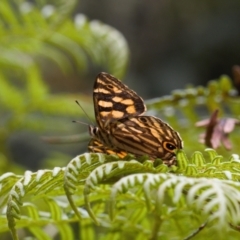 Oreixenica kershawi at Cotter River, ACT - 1 Feb 2022 12:02 PM