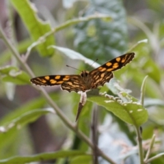 Oreixenica kershawi at Cotter River, ACT - 1 Feb 2022 12:02 PM