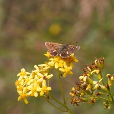 Anisynta monticolae (Montane grass-skipper) at Cotter River, ACT - 1 Feb 2022 by RAllen