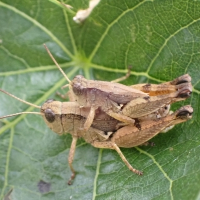 Phaulacridium vittatum (Wingless Grasshopper) at Murrumbateman, NSW - 30 Jan 2022 by SimoneC